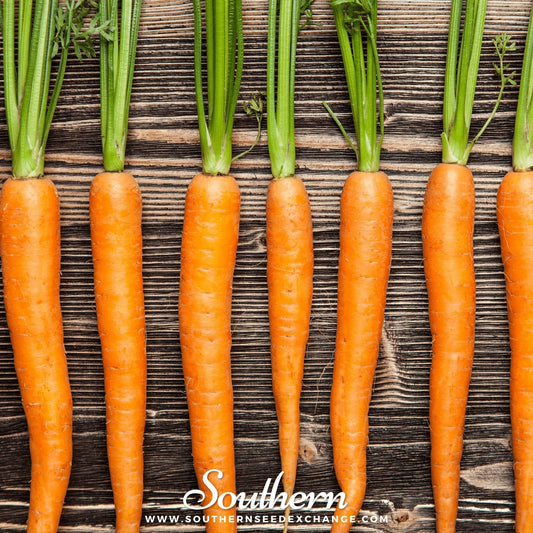 Imperator 58 Carrot – 250 Seeds