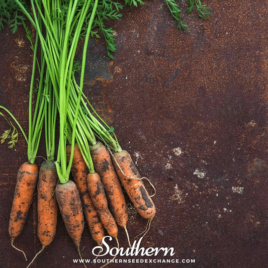 Little Finger Carrot – 250 Seeds
