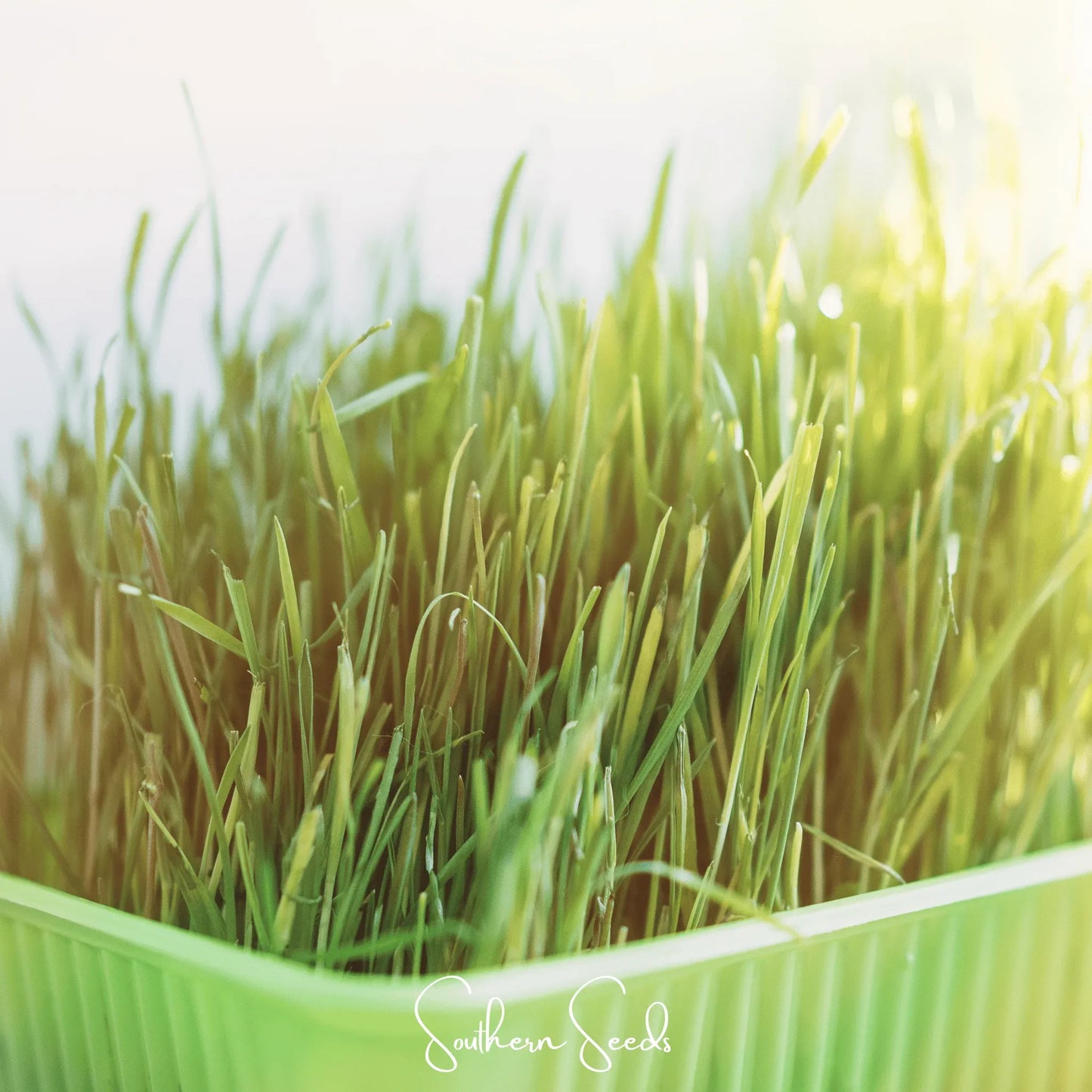 Cat Grass – 50 Seeds