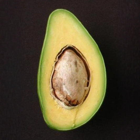 Avocado 'Catalina' (Persia americana)
