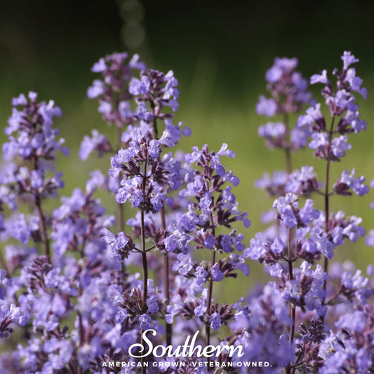Lemon Catnip – 250 Seeds