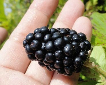 Blackberry, Thorn-free 'Caddo' (12-18 inch bare root plant)