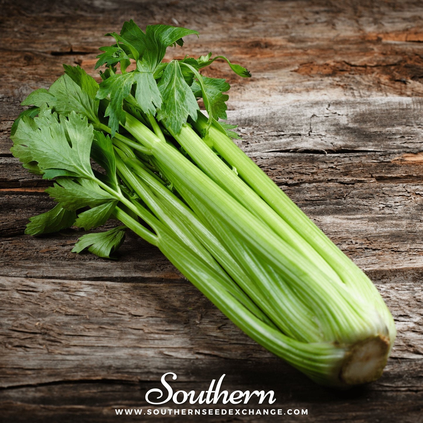 Utah 52-70 Celery – 300 Seeds