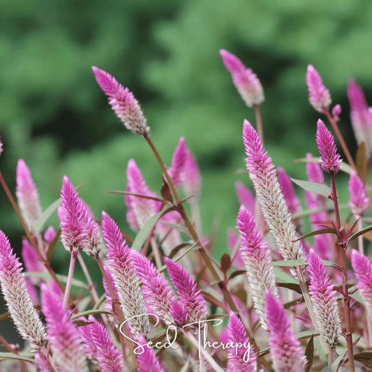 Flamingo Feather Celosia – 40 Seeds
