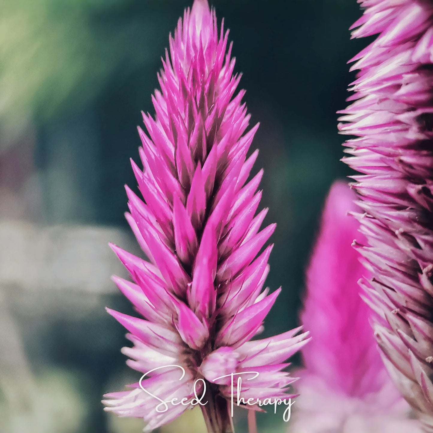 Flamingo Feather Celosia – 40 Seeds
