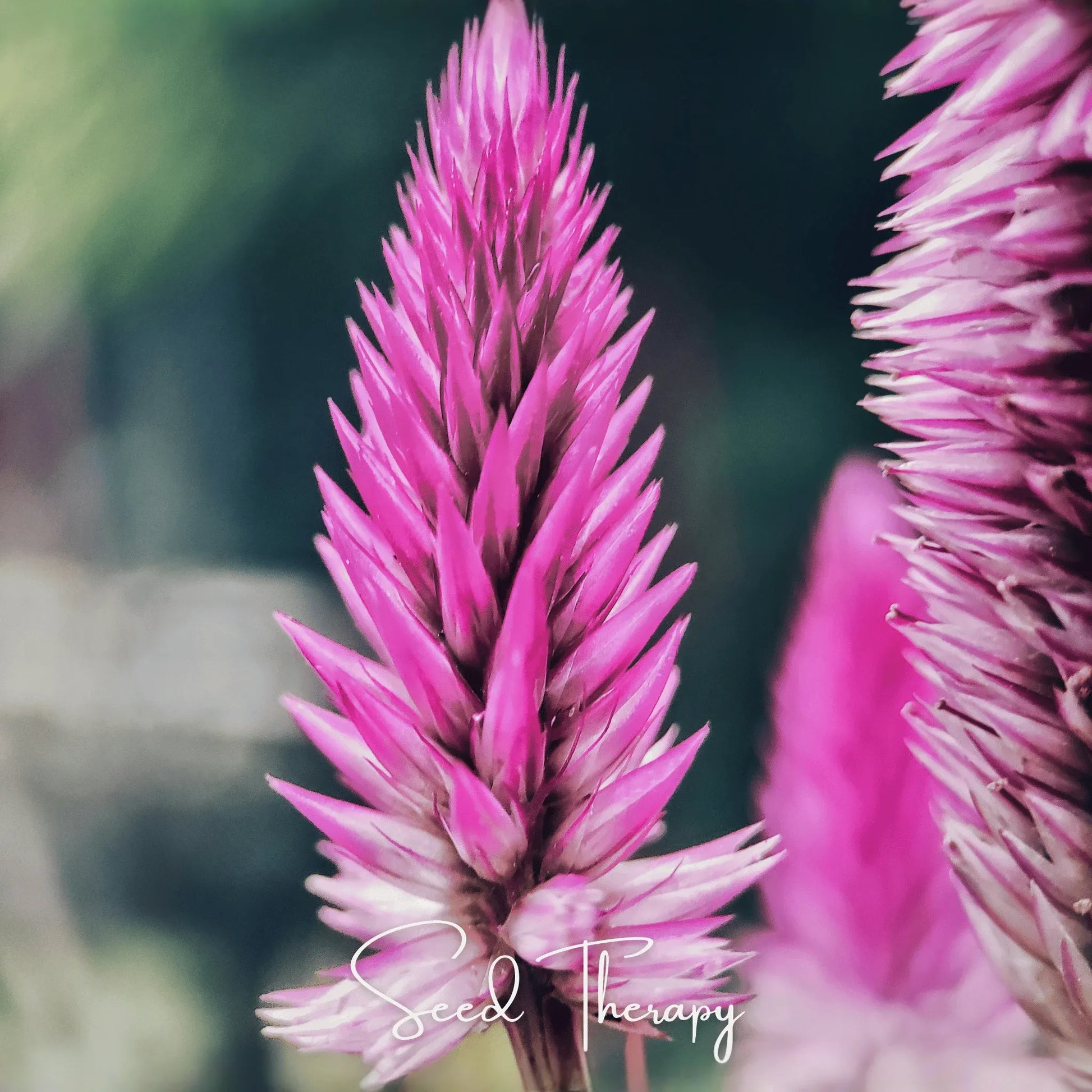 Flamingo Feather Celosia – 40 Seeds