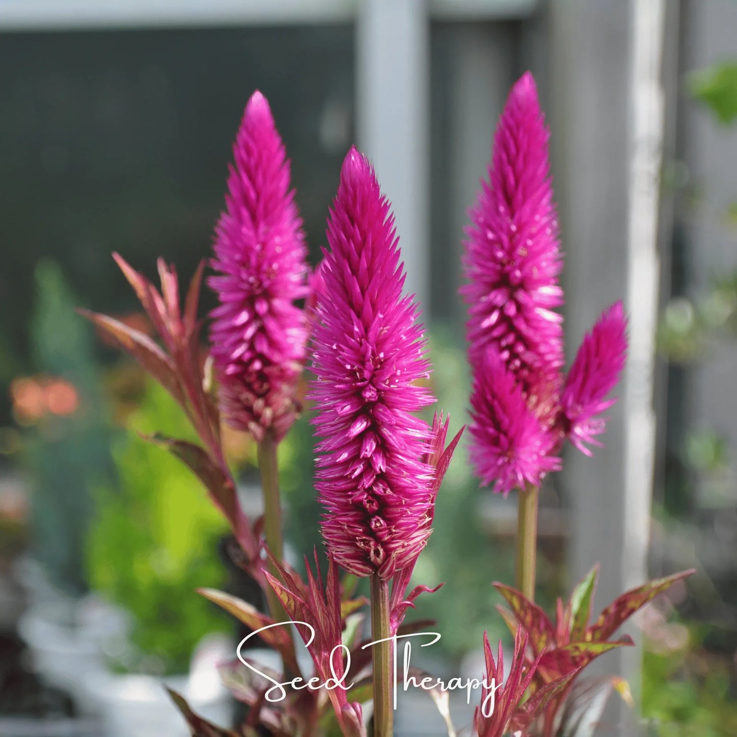 Flamingo Feather Celosia – 40 Seeds