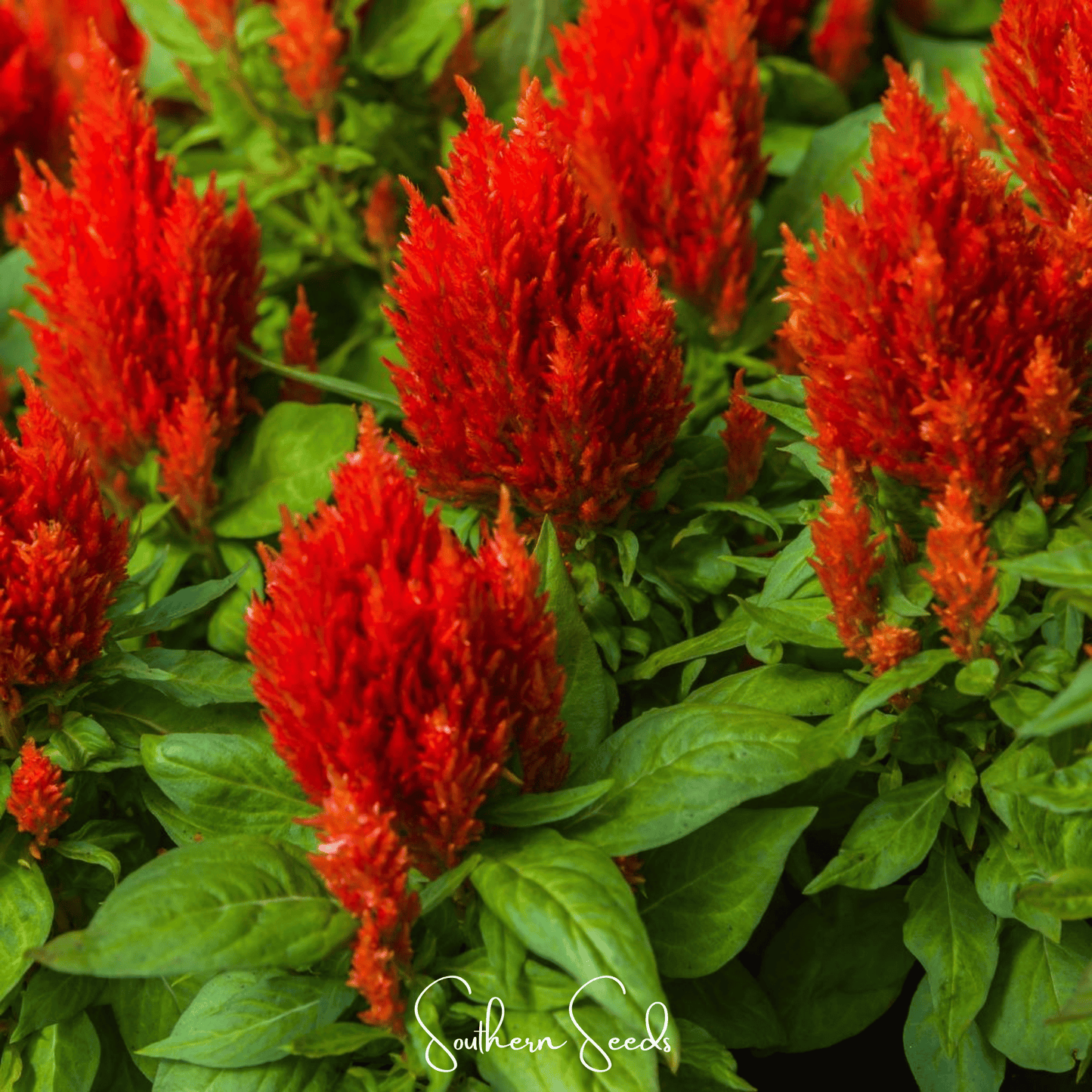 Scarlet Plume Celosia – 100 Seeds