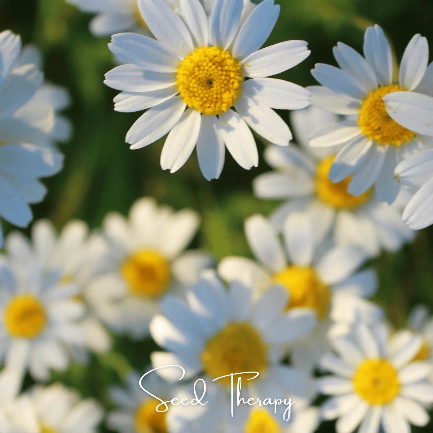 Roman Chamomile – 300 Seeds