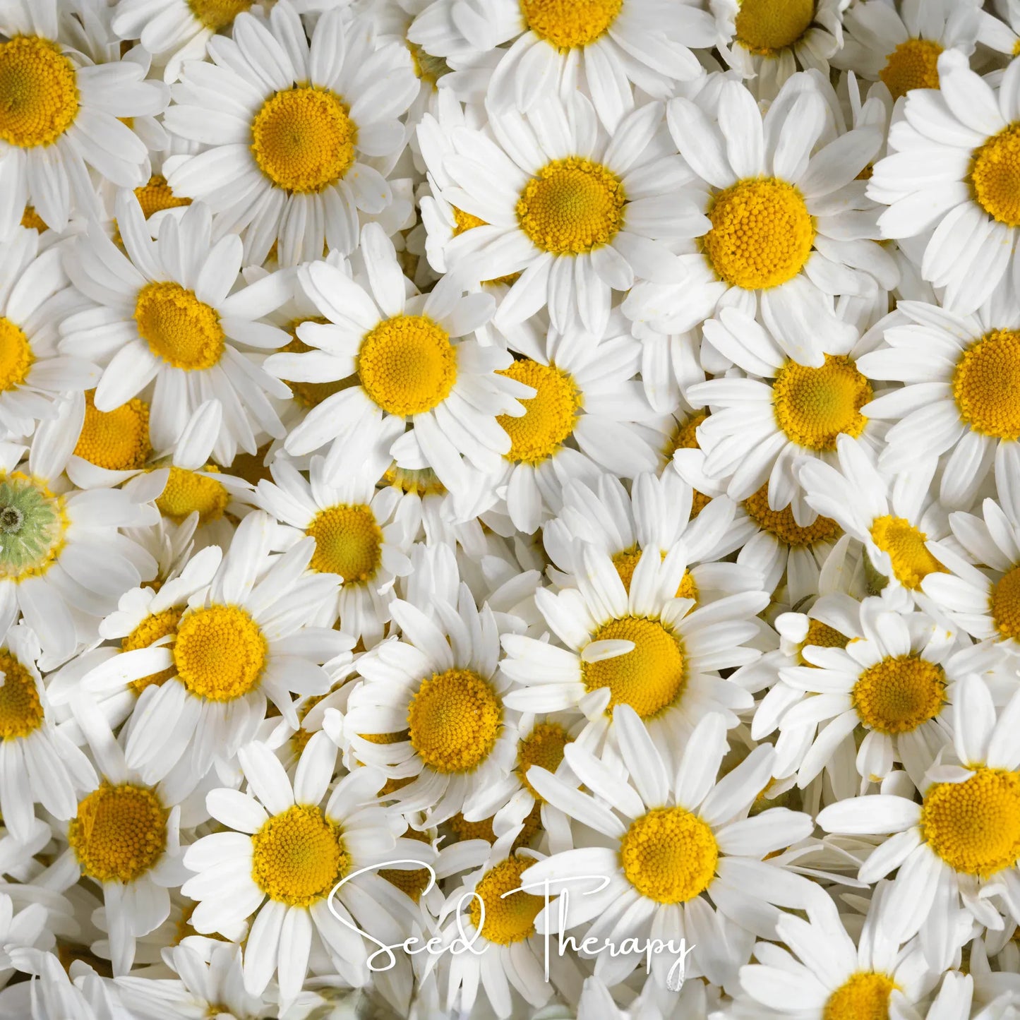 Roman Chamomile – 300 Seeds