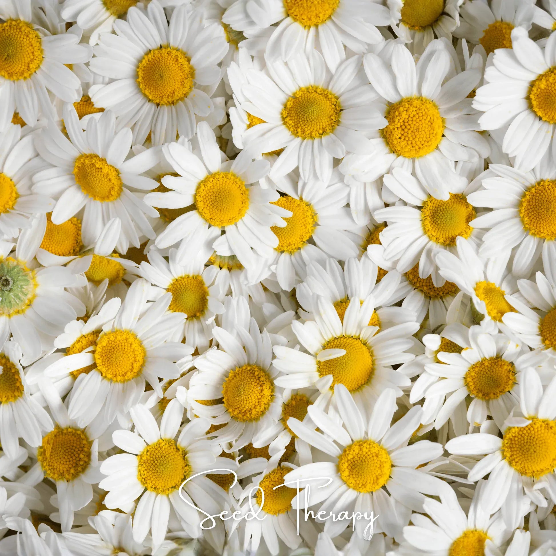Roman Chamomile – 300 Seeds