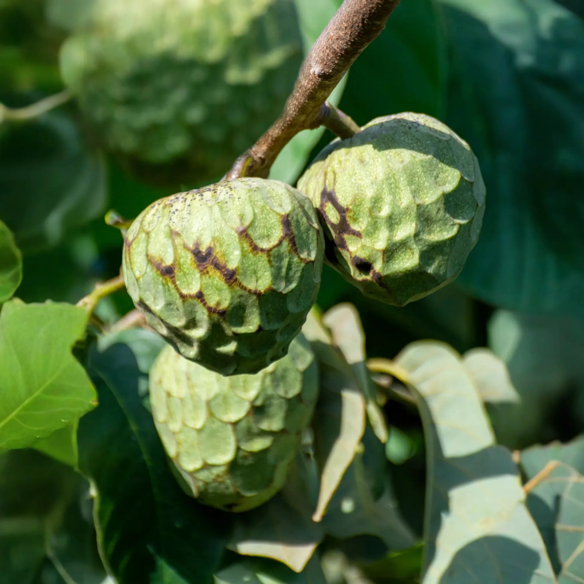Cherimoya (Annona cherimola)