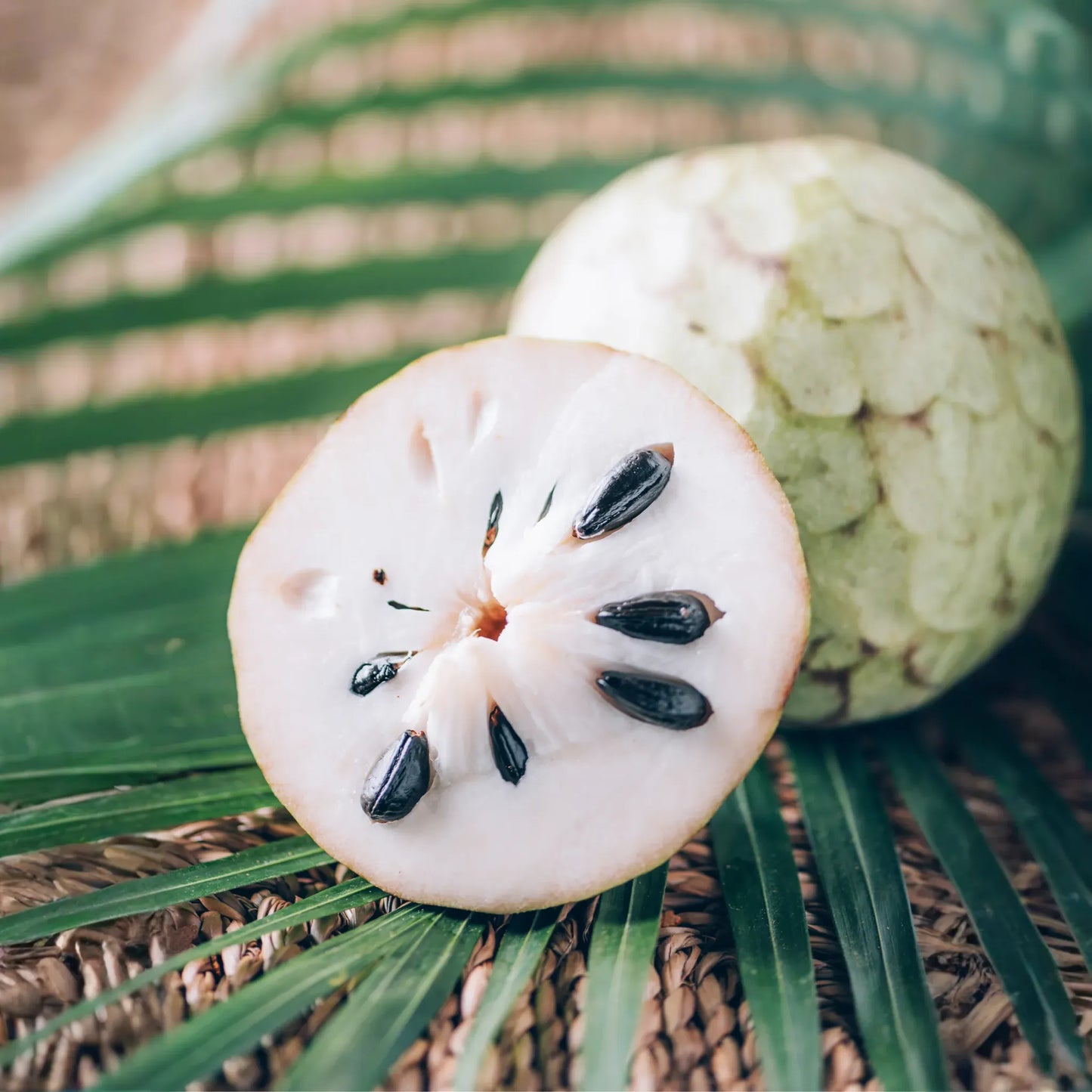 Cherimoya (Annona cherimola)