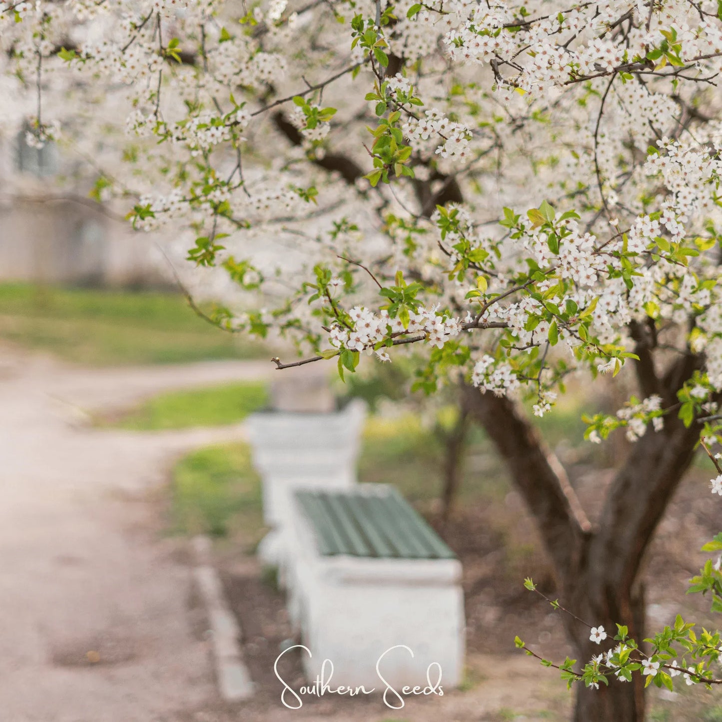 Cherry Plum – 5 Seeds