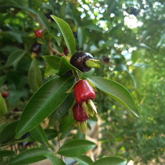 Cherry of the Rio Grande
