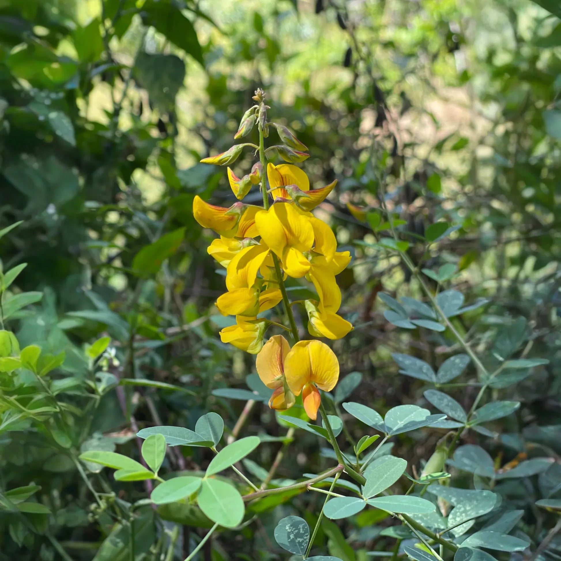 Chipilín (Crotalaria longirostrata)