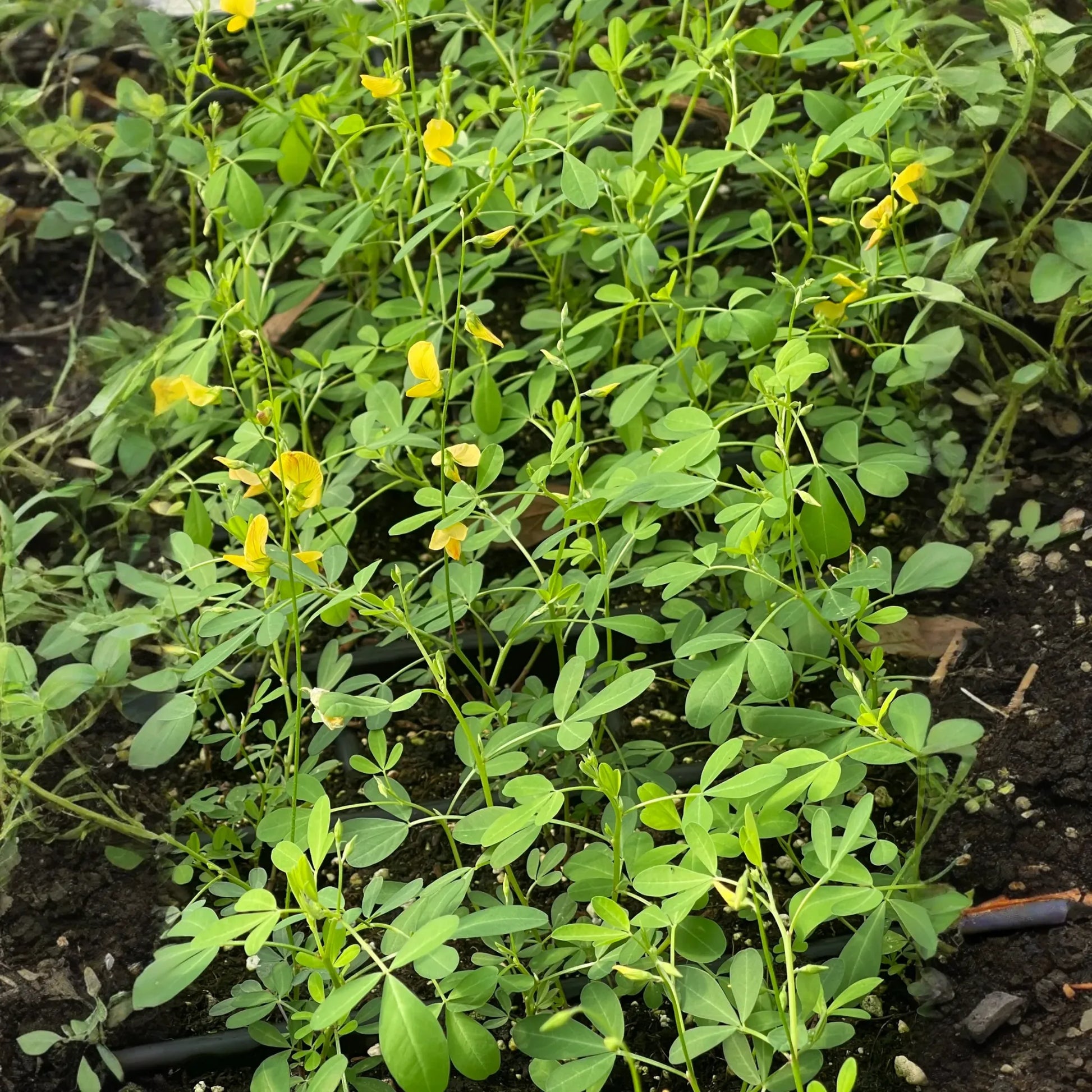 Chipilín (Crotalaria longirostrata)