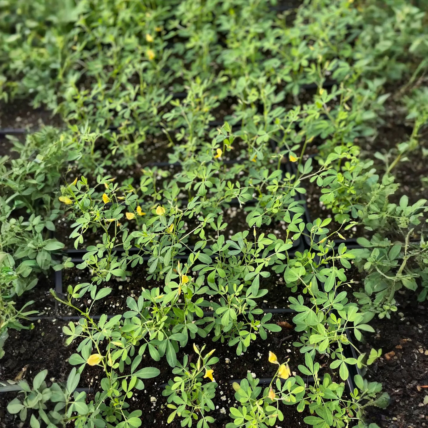 Chipilín (Crotalaria longirostrata)