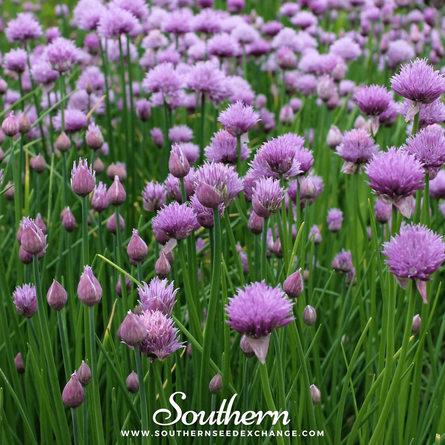 Chives – 100 Seeds