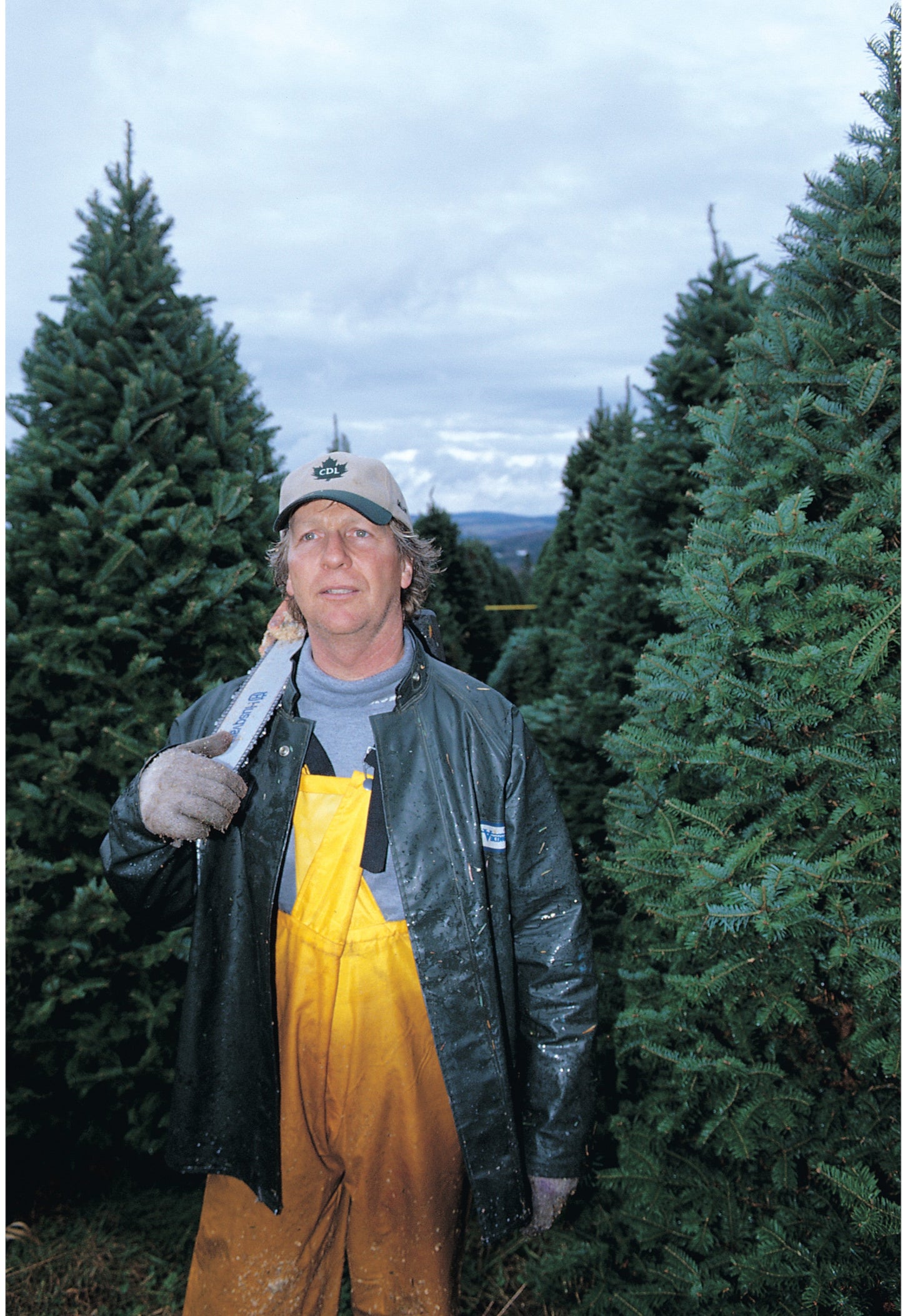 Real Christmas Trees Delivered 7 Foot Premium Balsam-Fraser Fir Hybrid