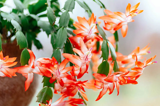 1 Orange Christmas Cactus (Schlumbergera truncata) Live Plant 5–6" Tall Bareroot | Holiday Blooms | Easy Indoor Houseplant