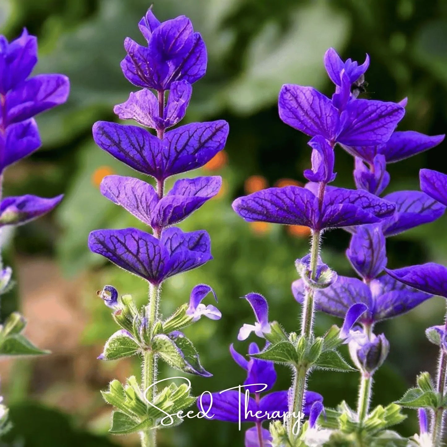 Blue Monday Clary Sage – 50 Seeds