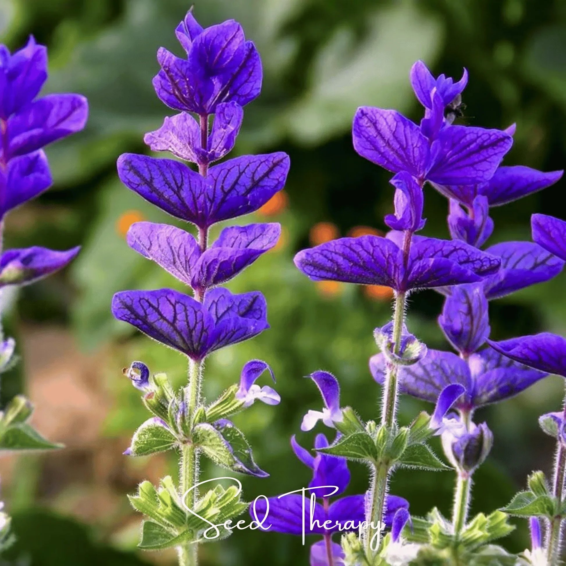 Blue Monday Clary Sage – 50 Seeds