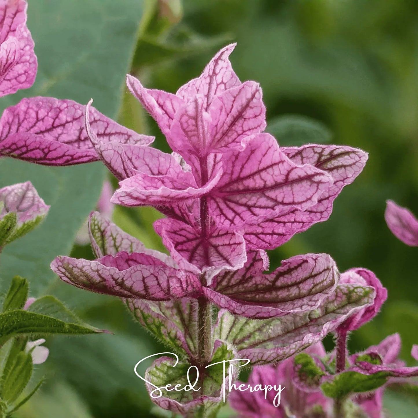 Pink Sundae Clary Sage – 50 Seeds