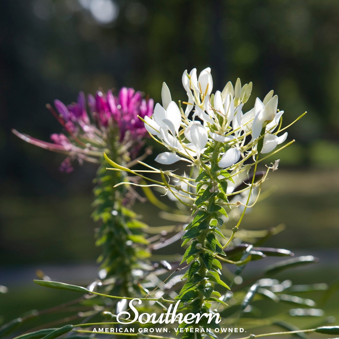 Spider Flower Cleome – 50 Seeds