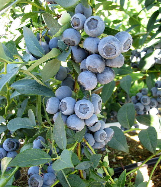 Blueberry, Hybrid Highbush 'Clockwork' (2-year, 16-20 inch, 1-liter)