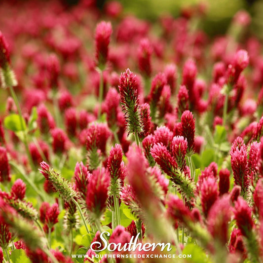 Crimson “Dixie” Clover – 1,000 Seeds