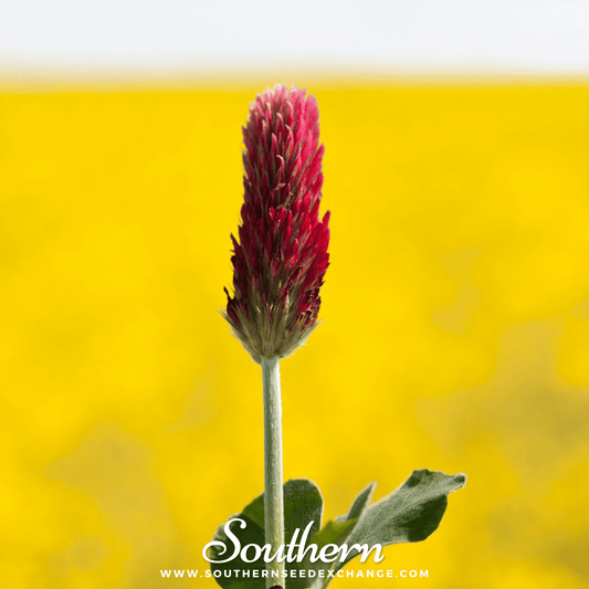 Crimson “Dixie” Clover – 1,000 Seeds