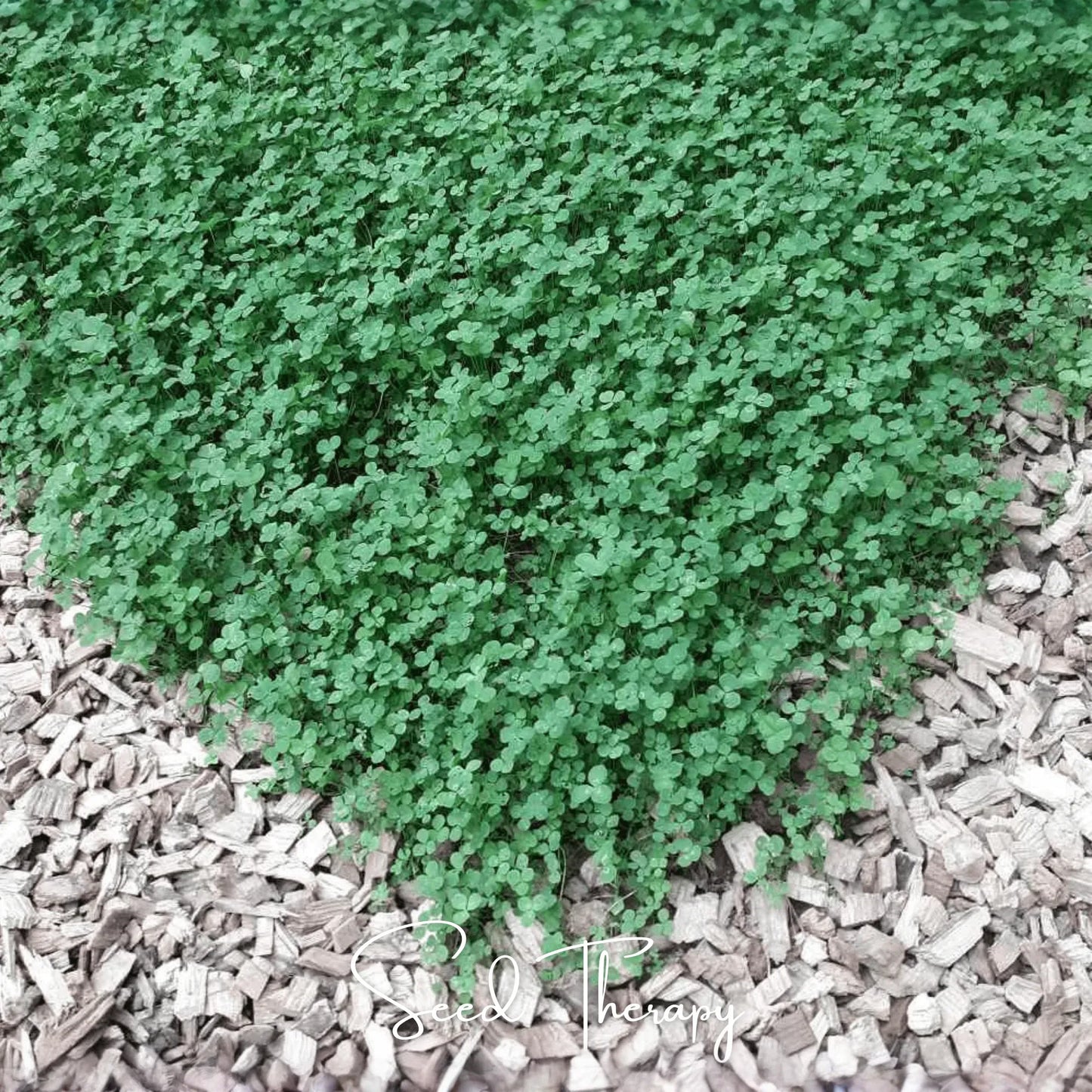 Micro Clover (Mini) – 10,000 Seeds