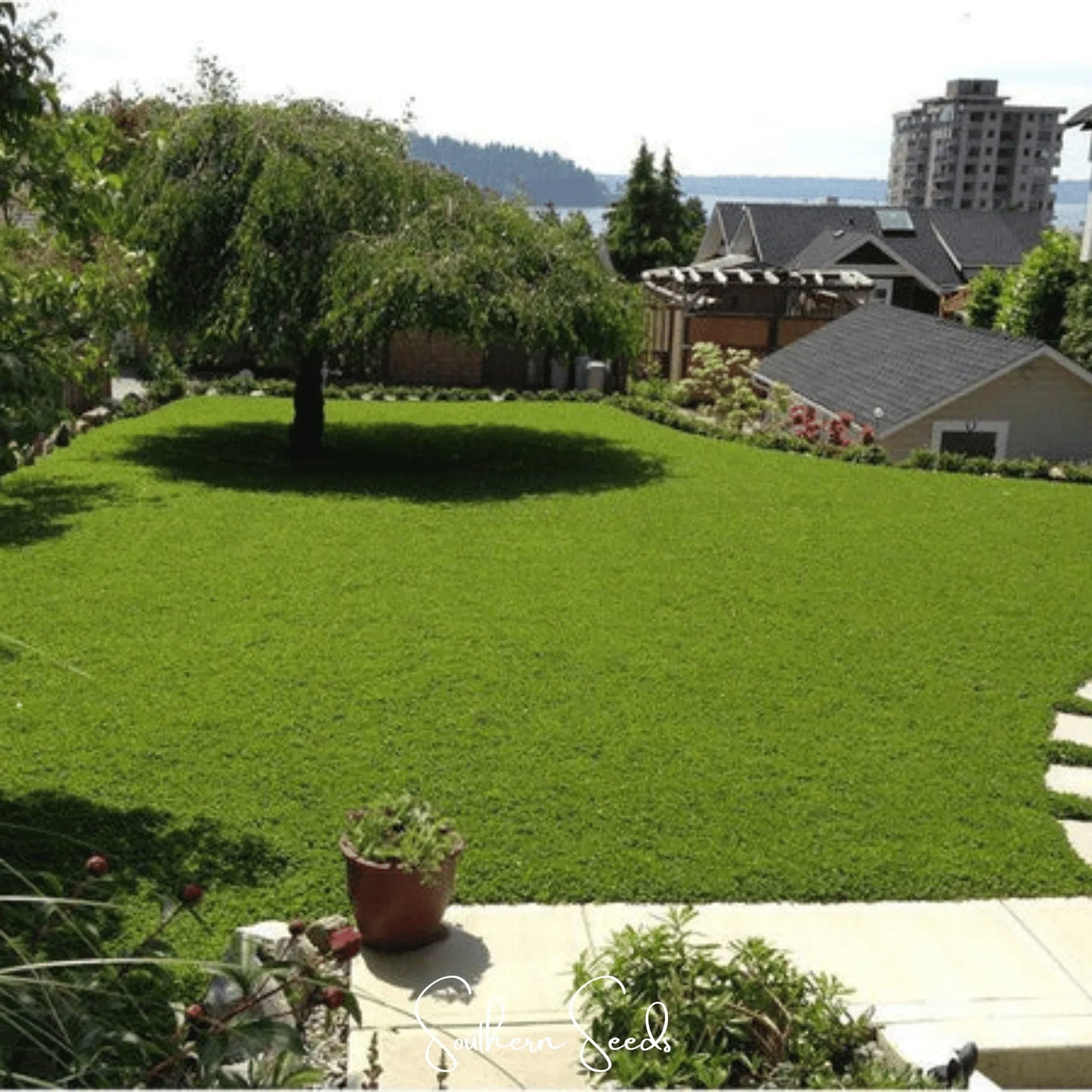 Micro Clover (Mini) – 10,000 Seeds