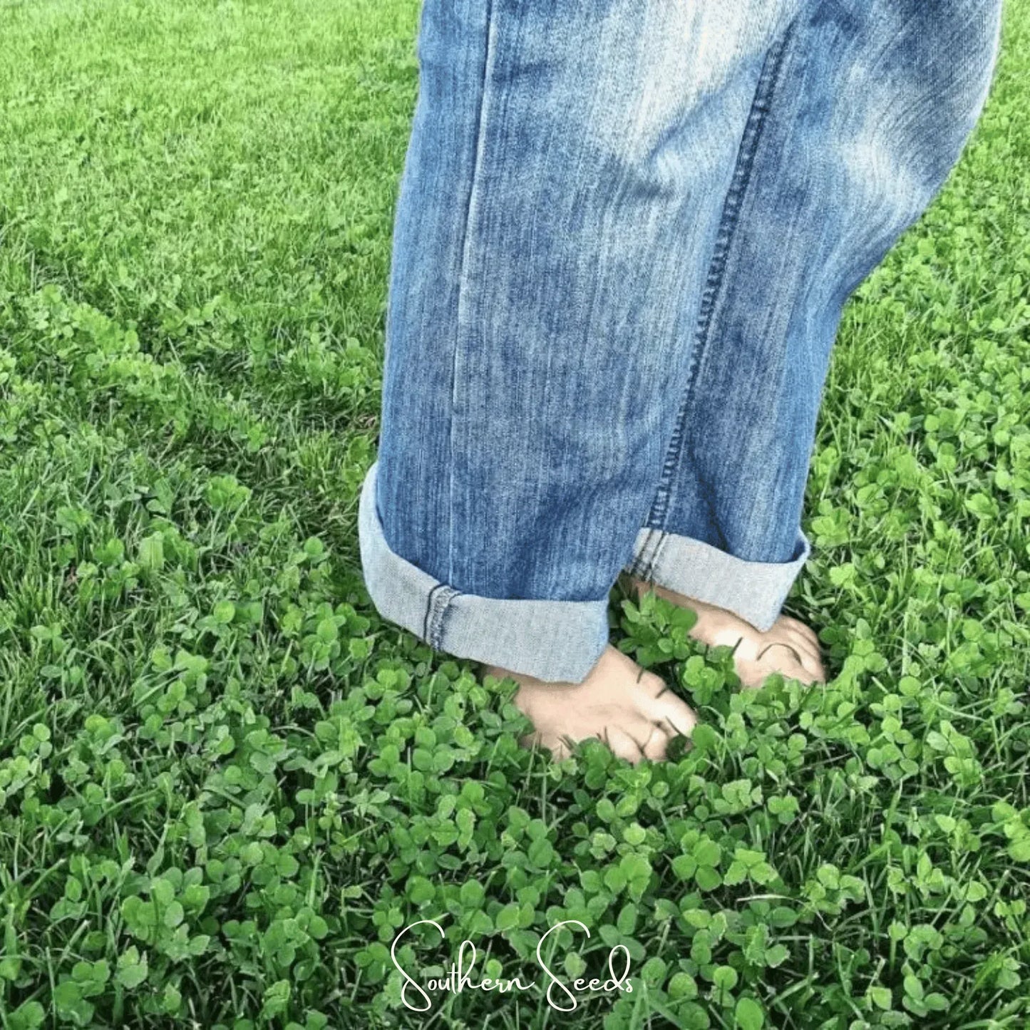 Micro Clover (Mini) – 10,000 Seeds