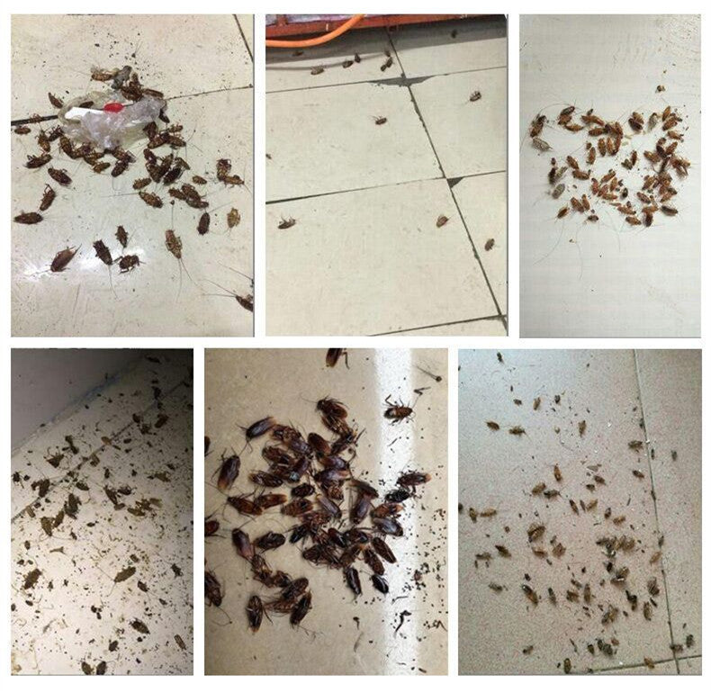Cockroach Pest Control Product for Effective Extermination