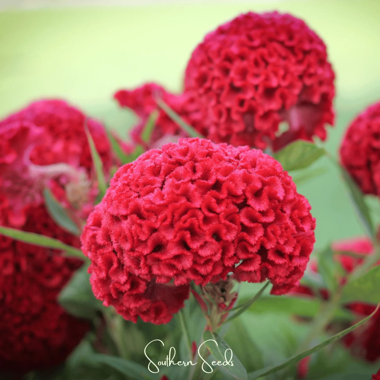 Carmine Cockscomb – 25 Seeds