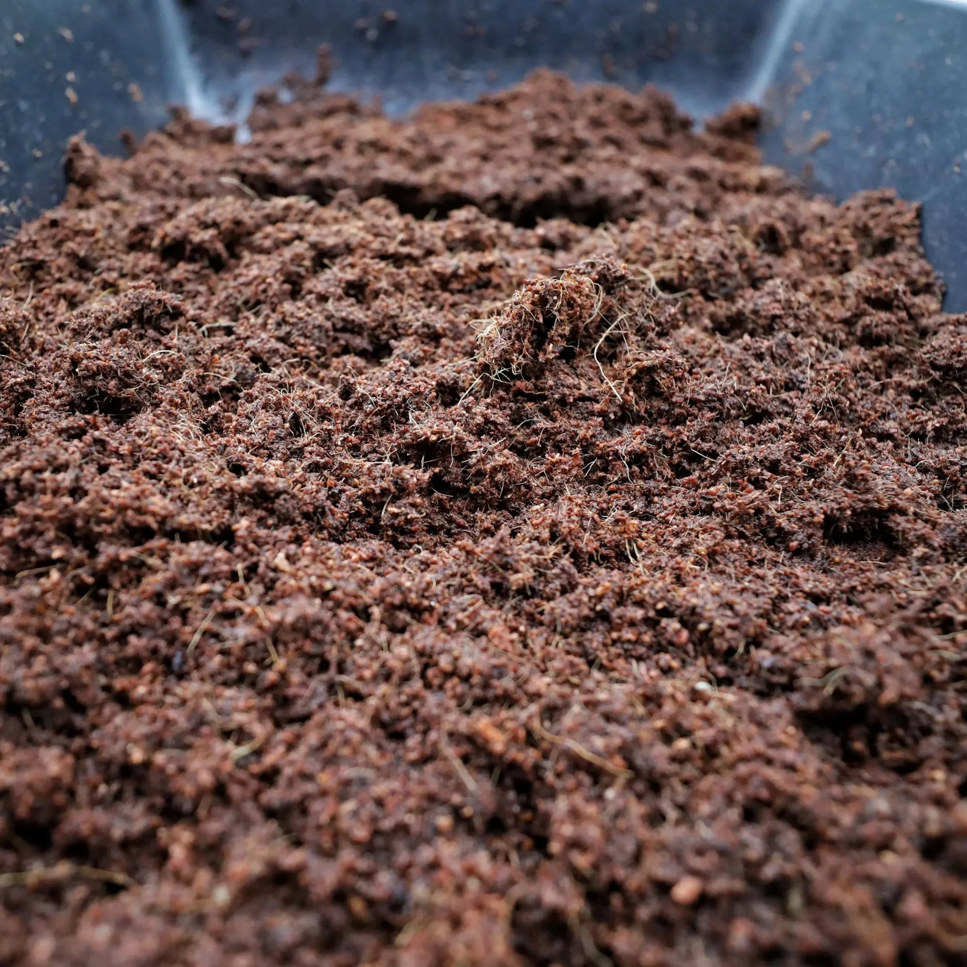 1 (1.3lbs)