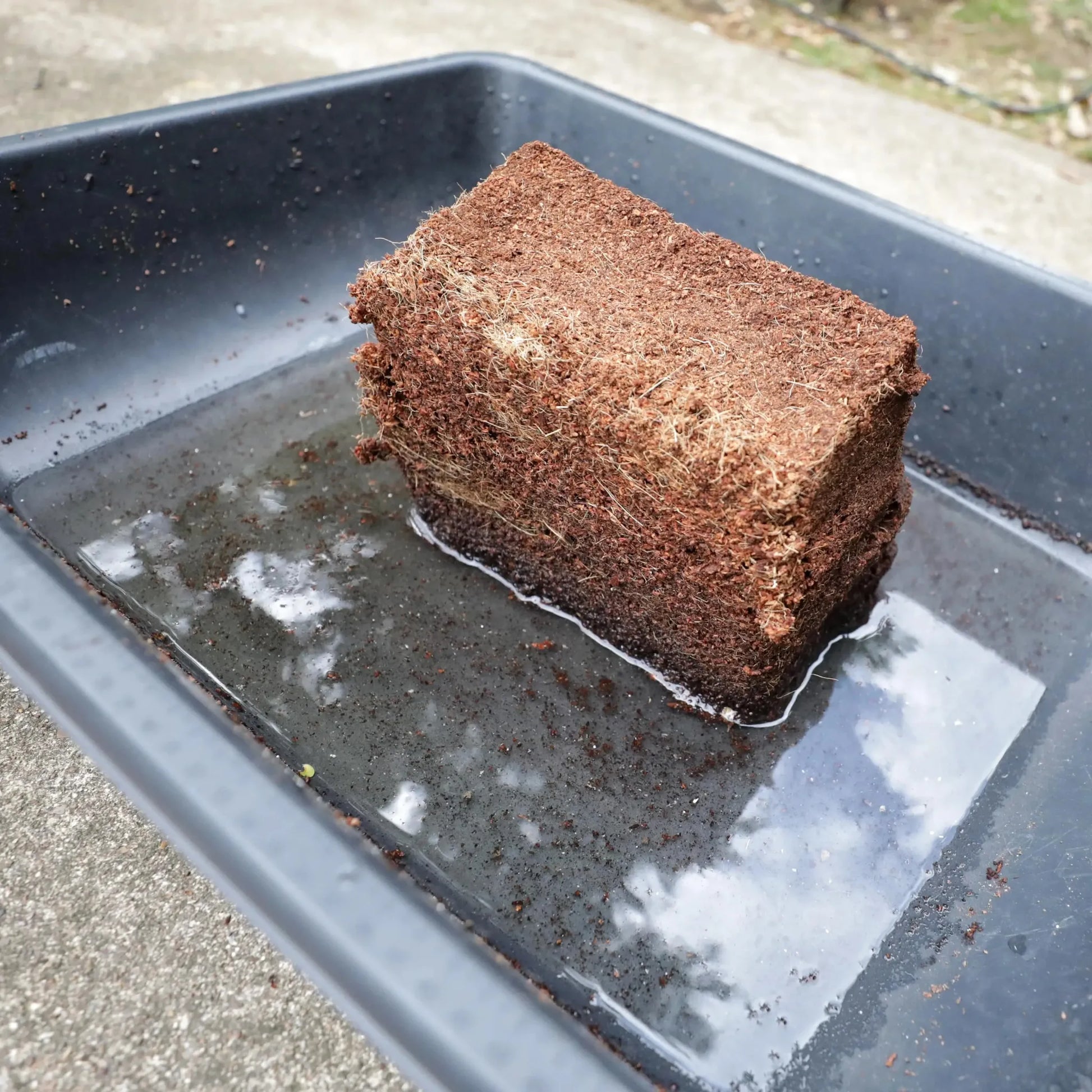 1 (1.3lbs)