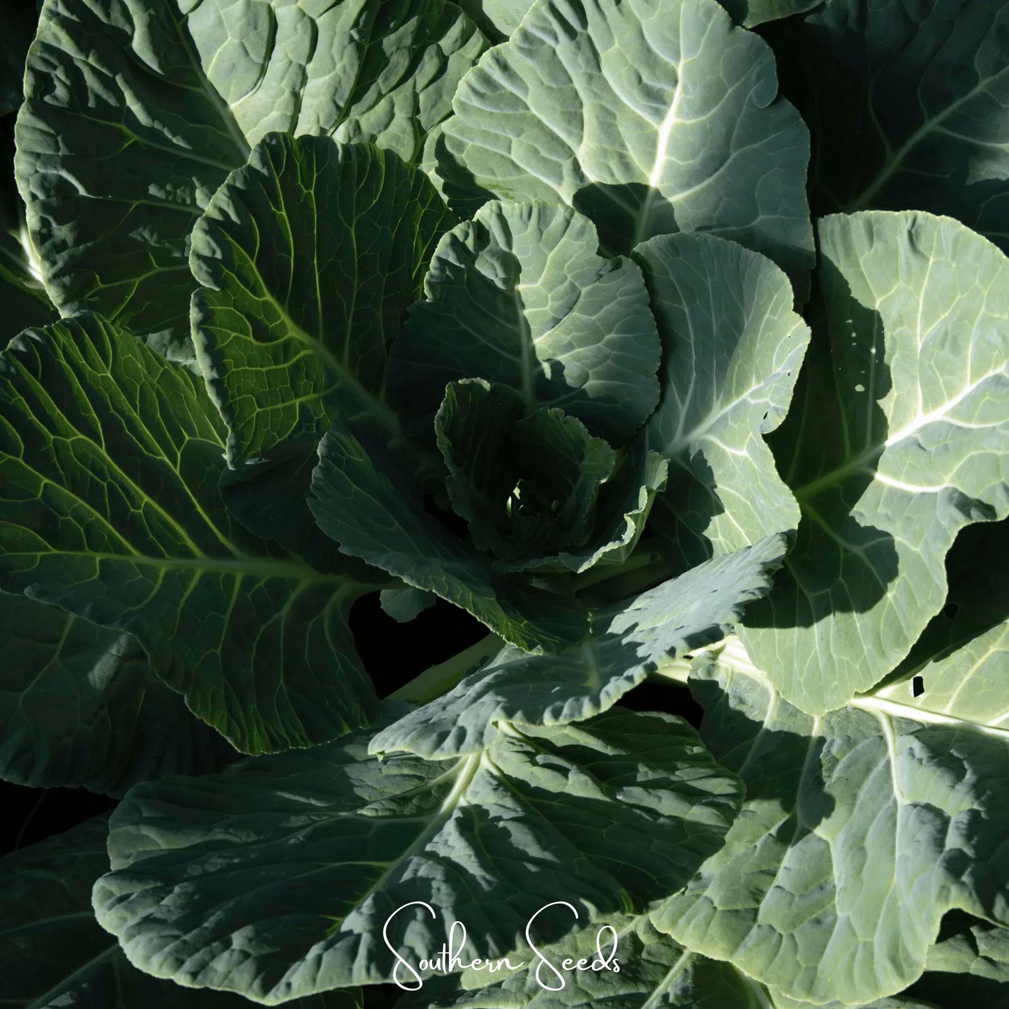 Georgia Collard Greens – 100 Seeds