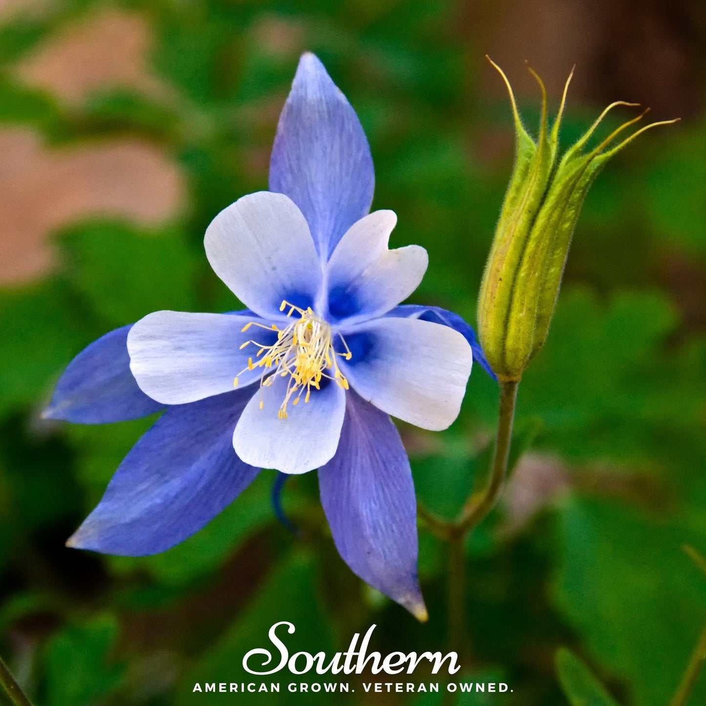 Colorado Blue Columbine – 100 Seeds