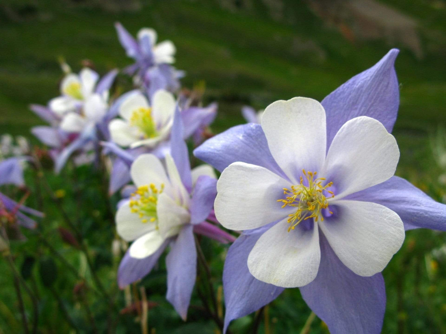 Dwarf Columbine Mix – 100 Seeds