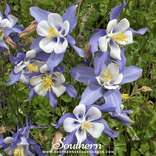 Dwarf Columbine Mix – 100 Seeds