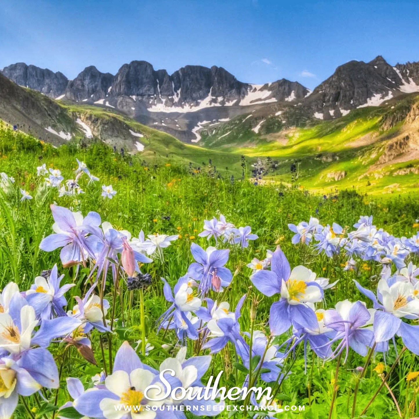 Dwarf Columbine Mix – 100 Seeds