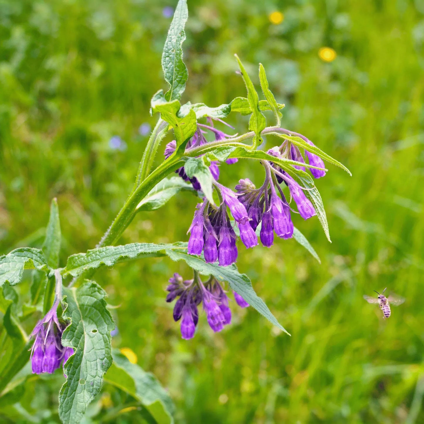 True Comfrey – 20 Seeds