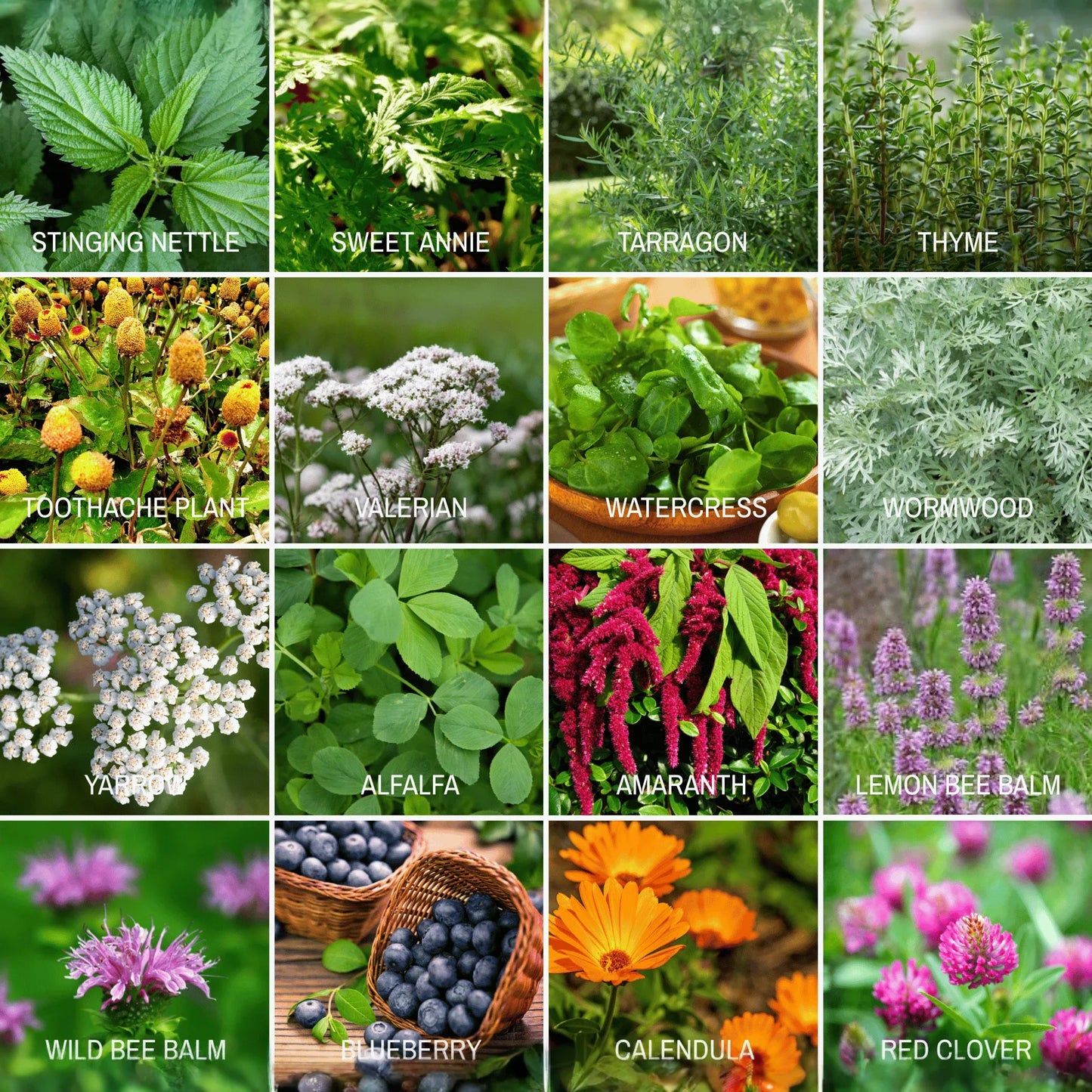 Community Garden Survival Seed Vault – 120 Seed Varieties