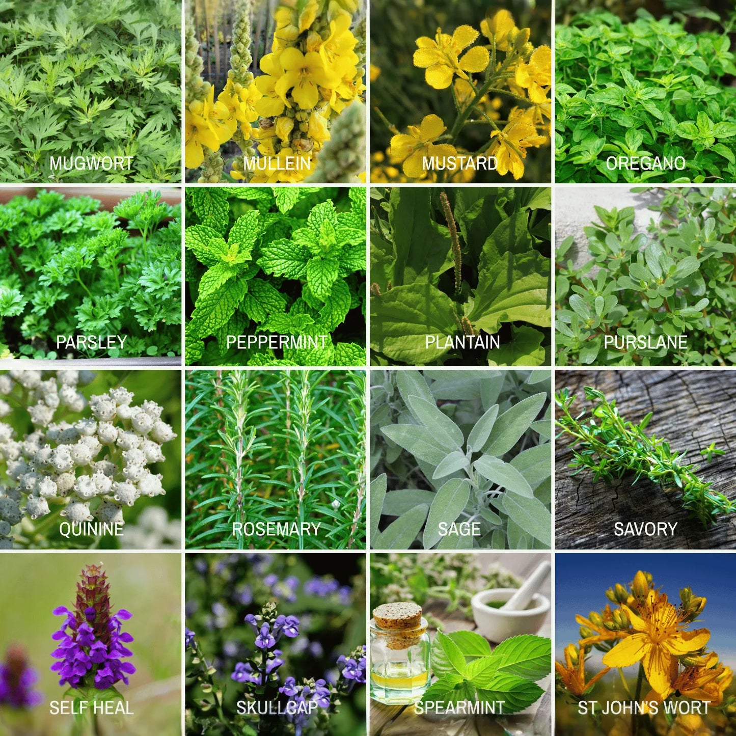 Community Garden Survival Seed Vault – 120 Seed Varieties