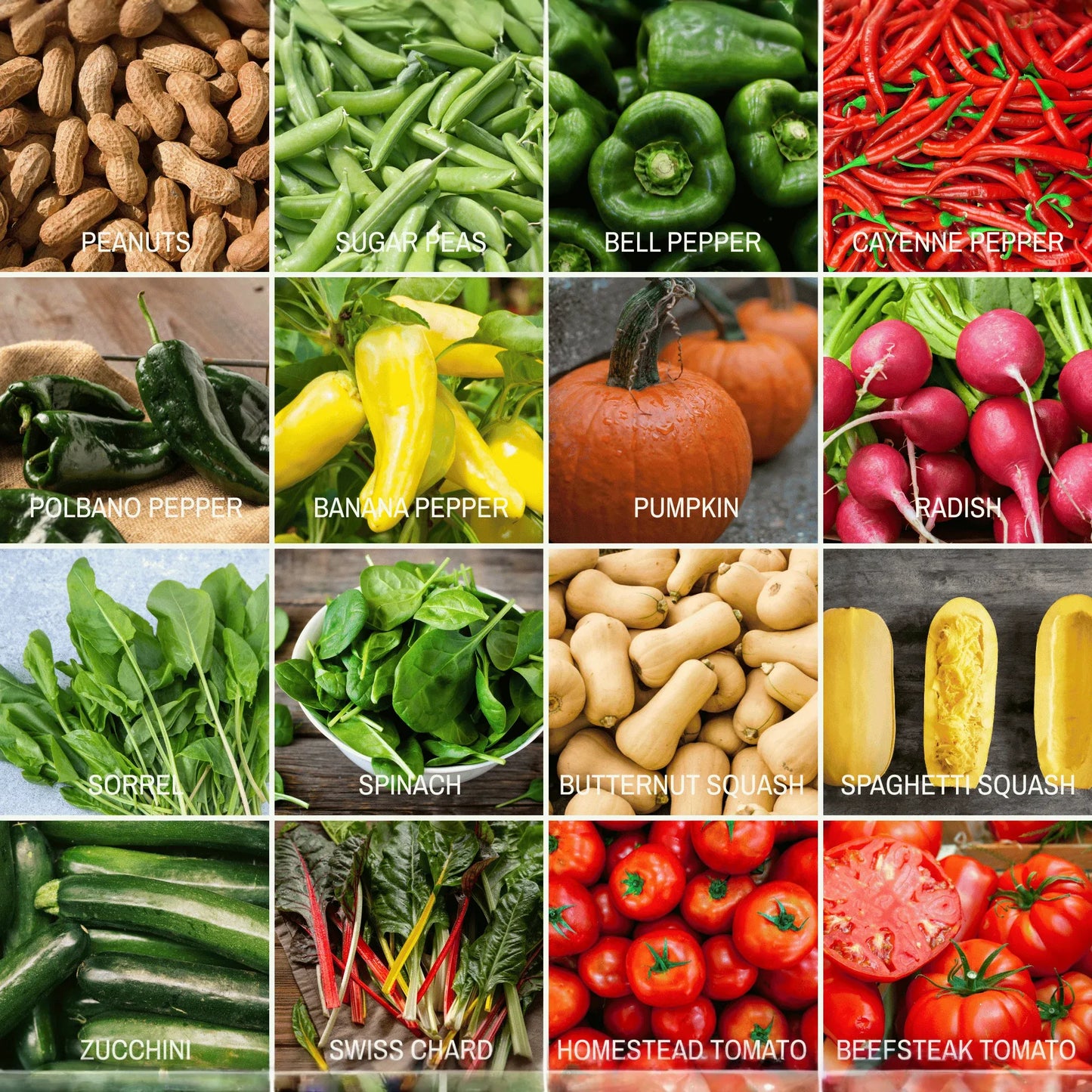 Community Garden Survival Seed Vault – 120 Seed Varieties