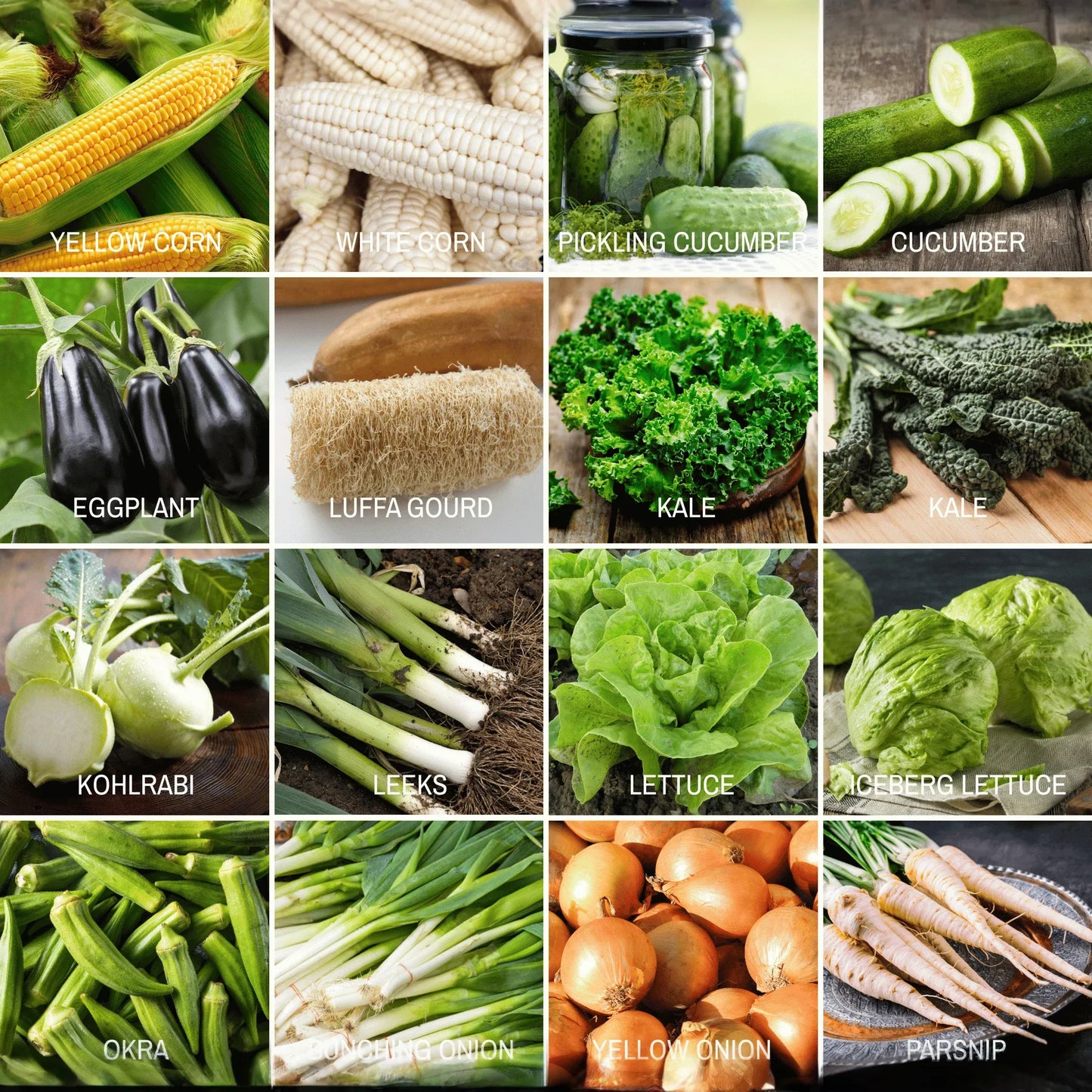 Community Garden Survival Seed Vault – 120 Seed Varieties
