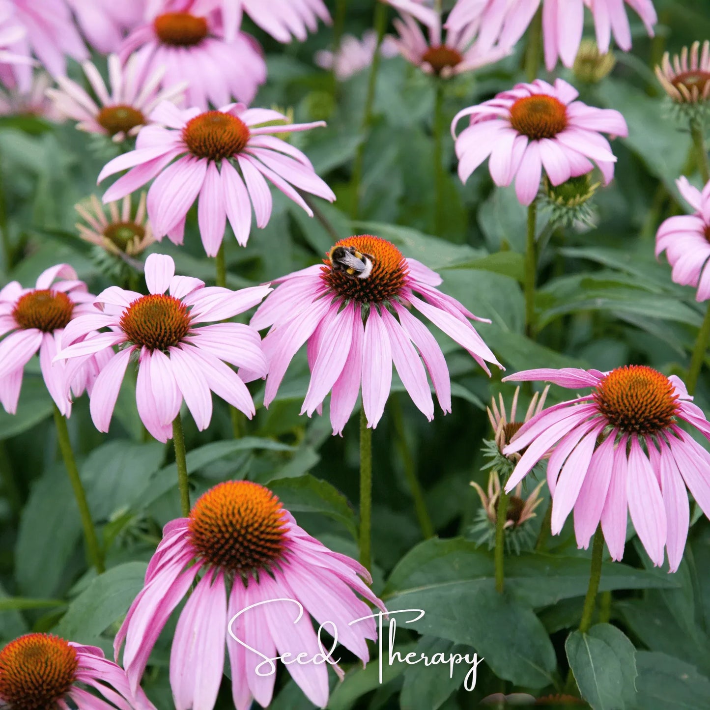 Purple Coneflower (Echinacea) – 100 Seeds